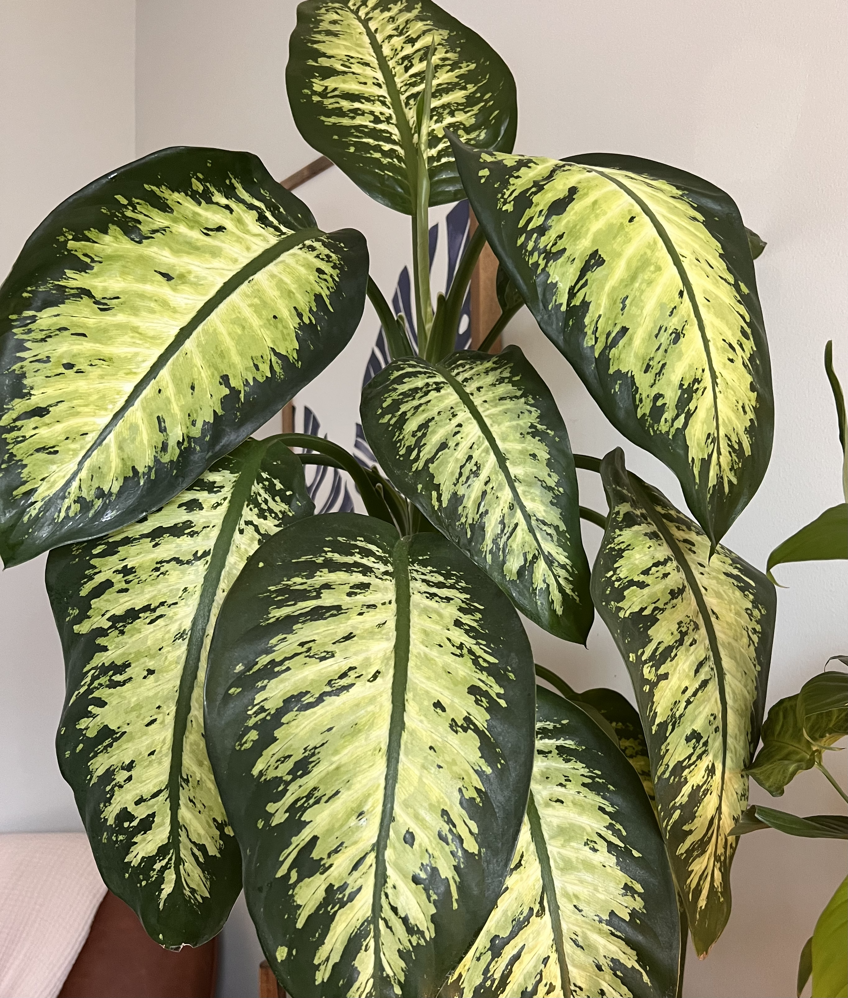 Houseplant Watering 101: Myths, Tips, and Best Practices